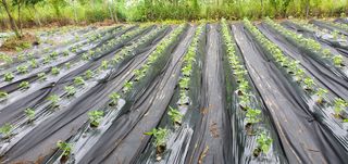 슈퍼맨님의 👩🏻‍🌾7월 농작업 계획 · 참여글 작성글 사진