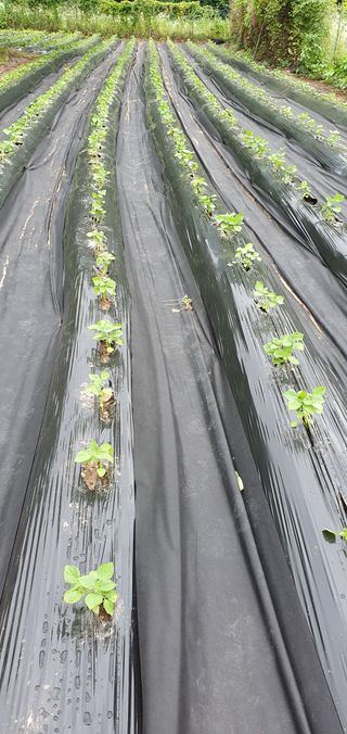 슈퍼맨님의 👩🏻‍🌾7월 농작업 계획 · 참여글 작성글 사진