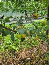 팜모닝 자유주제·자유게시판 게시글 이미지