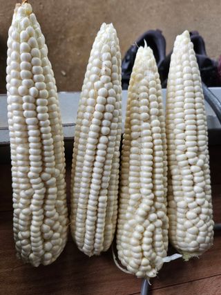 대전초보농부(금재)님의 자유주제 · 사진전 작성글 사진