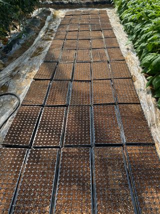 청안님의 👩🏻‍🌾7월 농작업 계획 · 참여글 작성글 사진