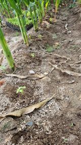 팜모닝 자유주제·자유게시판 게시글 이미지