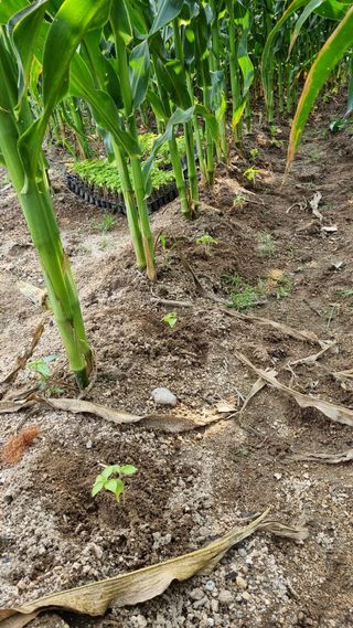 최언봉님의 자유주제 · 자유게시판 작성글 사진