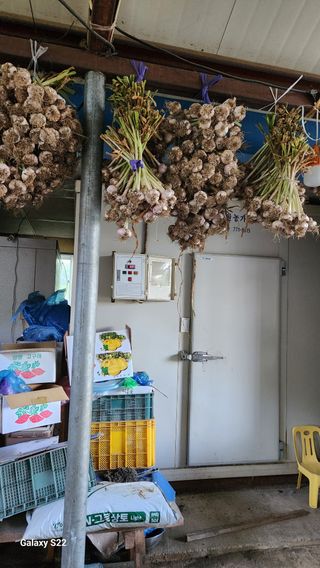 박용각님의 마늘 · 영농일지 작성글 사진