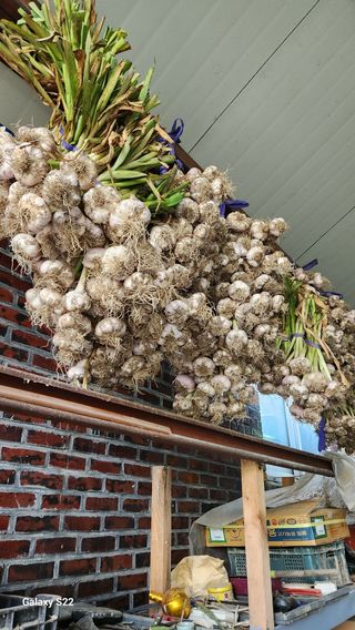 박용각님의 마늘 · 영농일지 작성글 사진