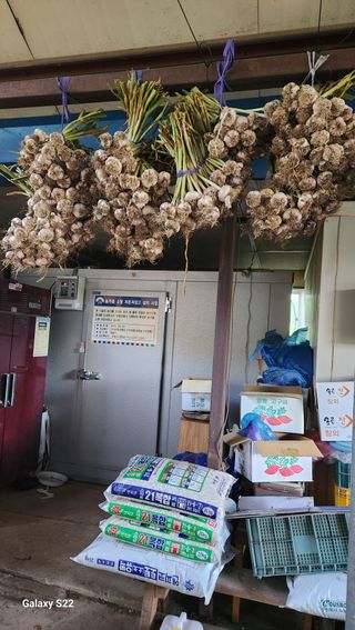 박용각님의 마늘 · 영농일지 작성글 사진