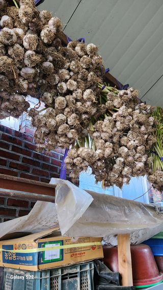 박용각님의 마늘 · 영농일지 작성글 사진