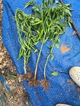 팜모닝 고추·병해충상담 게시글 이미지