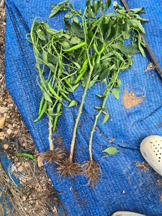 창공솔개님의 고추 · 병해충상담 작성글 사진