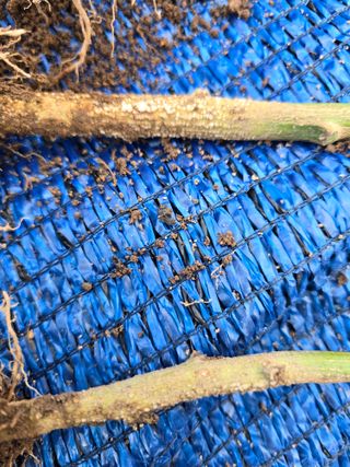 창공솔개님의 고추 · 병해충상담 작성글 사진