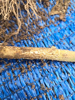 창공솔개님의 고추 · 병해충상담 작성글 사진