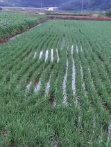 팜모닝 팜모닝·출석 게시글 이미지