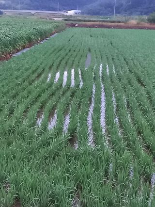 이종원님의 팜모닝 · 출석 작성글 사진