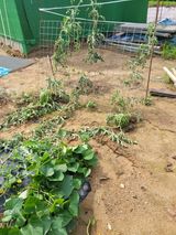 팜모닝 기타작물·병해충상담 게시글 이미지