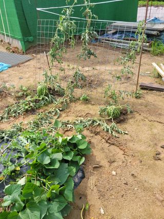 동방불패님의 기타작물 · 병해충상담 작성글 사진