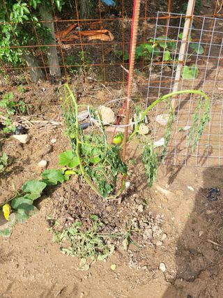 동방불패님의 기타작물 · 병해충상담 작성글 사진