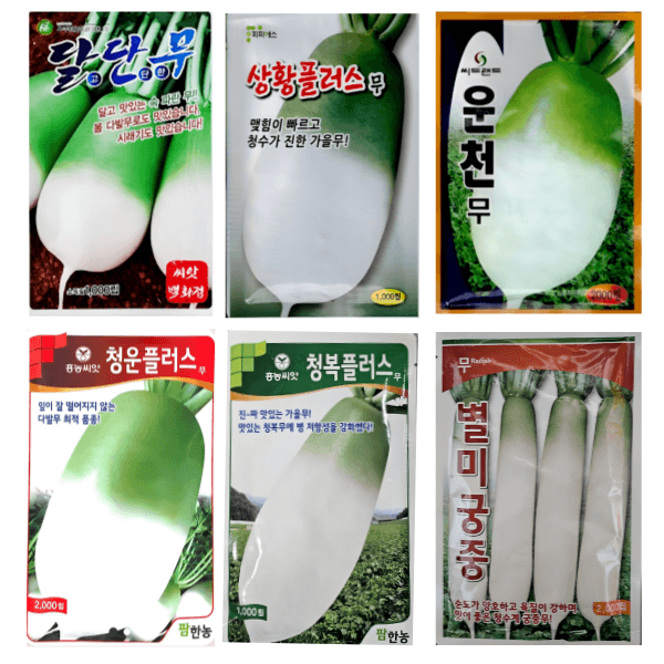 대산농사대장님의 장터 판매 상품 [2025년 인기 가을김장무 ] 첨부 사진