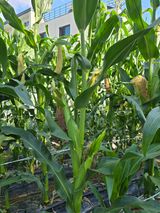 팜모닝 옥수수·자유게시판 게시글 이미지