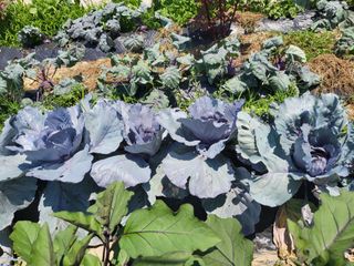 박순례님의 👩🏻‍🌾7월 농작업 계획 · 참여글 작성글 사진