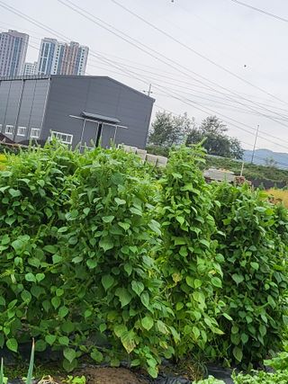 박순례님의 👩🏻‍🌾7월 농작업 계획 · 참여글 작성글 사진