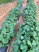 팜모닝 고구마·영농일지 게시글 이미지