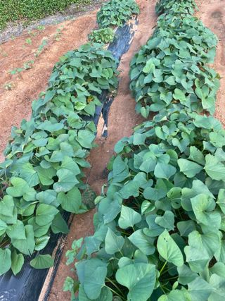 희아산매실님의 고구마 · 영농일지 작성글 사진