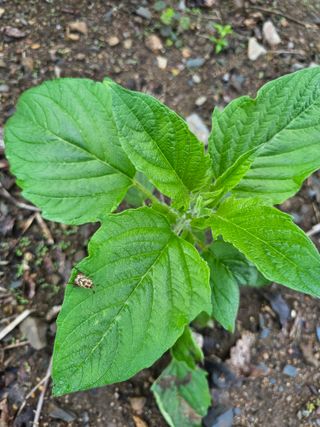 farmer님의 자유주제 · 자유게시판 작성글 사진