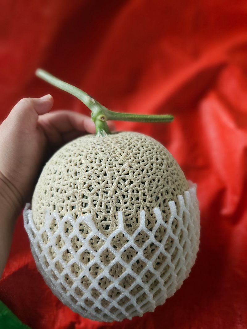 엄마와딸농장님의 장터 판매 상품 [메론 [8kg 5수로 드려요]7월 판매중[품절]] 첨부 사진