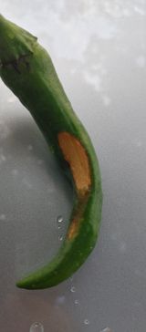 팜모닝 고추·병해충상담 게시글 이미지