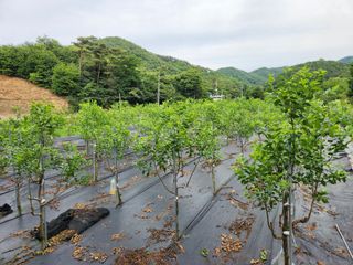 이덕수님의 자유주제 · 자유게시판 작성글 사진