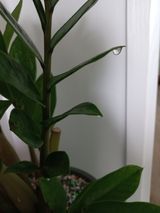 팜모닝 자두·자유게시판 게시글 이미지