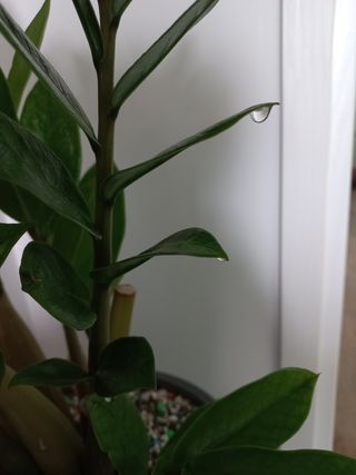 임재창님의 자두 · 자유게시판 작성글 사진