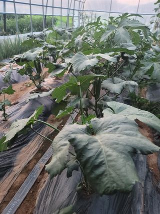 남궁. 정님의 자유주제 · 자유게시판 작성글 사진