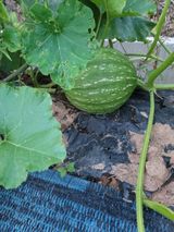 팜모닝 자유주제·자유게시판 게시글 이미지