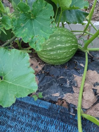 남궁. 정님의 자유주제 · 자유게시판 작성글 사진