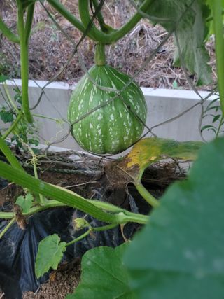 남궁. 정님의 자유주제 · 자유게시판 작성글 사진