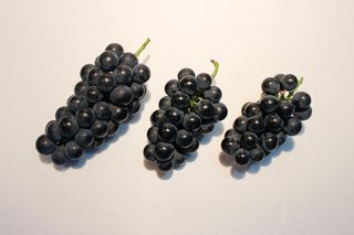 흥부골포도님의 작성글 사진