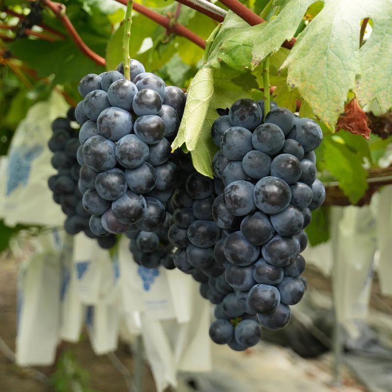 장터 상품 [[GAP]충랑 씨없는흑포도 2kg(특,상,보통)] 썸네일