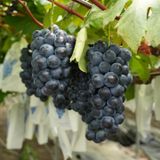 팜모닝 · 게시글 이미지