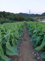 팜모닝 자유주제·자유게시판 게시글 이미지