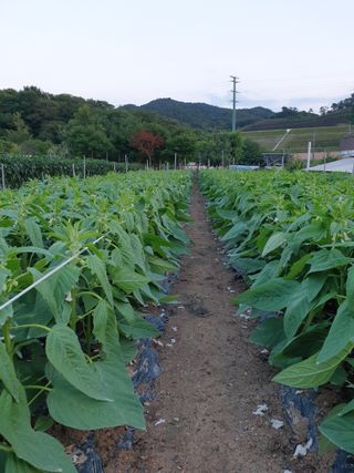 양파5749님의 자유주제 · 자유게시판 작성글 사진