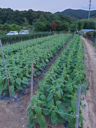 양파5749님의 자유주제 · 자유게시판 작성글 사진