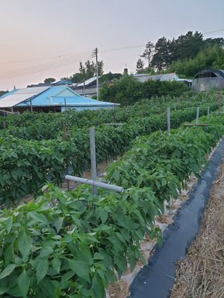 양파5749님의 자유주제 · 자유게시판 작성글 사진