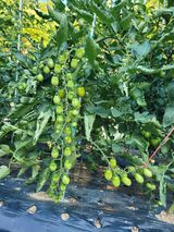 팜모닝 자유주제·자유게시판 게시글 이미지