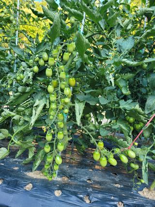 느티나무집님의 자유주제 · 자유게시판 작성글 사진