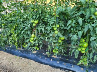 느티나무집님의 자유주제 · 자유게시판 작성글 사진