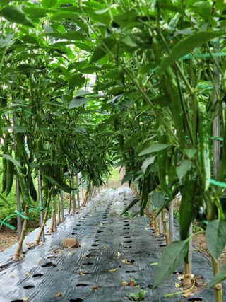 느티나무집님의 자유주제 · 자유게시판 작성글 사진