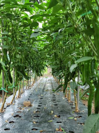 느티나무집님의 자유주제 · 자유게시판 작성글 사진
