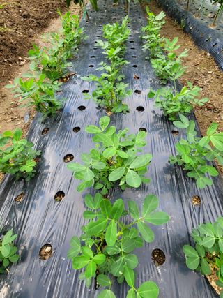 느티나무집님의 자유주제 · 자유게시판 작성글 사진