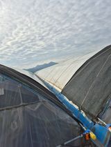 팜모닝 포도·자유게시판 게시글 이미지